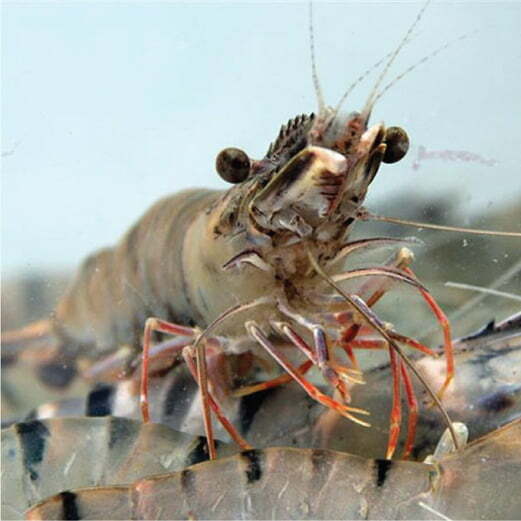 Sản phẩm cho tôm