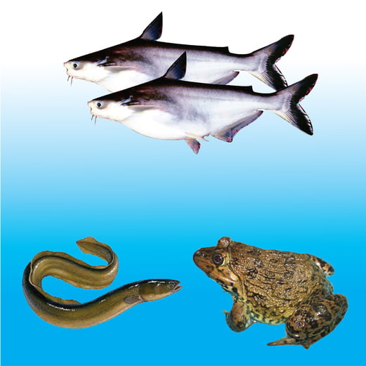 Sản phẩm cho cá, ếch, lươn