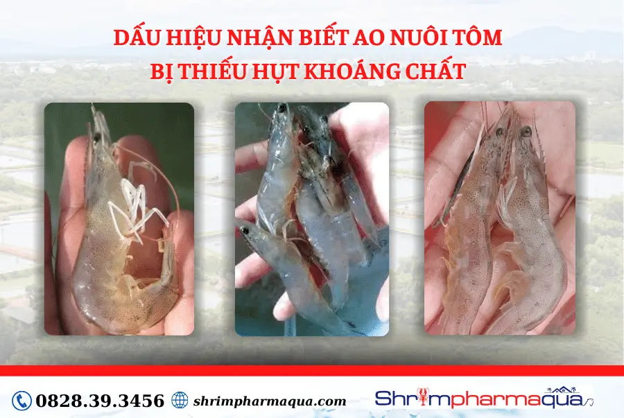 Bổ sung khoáng chất giúp tôm lột xác nhanh