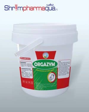 Men tăng trọng giúp tôm hấp thụ tiêu hoá