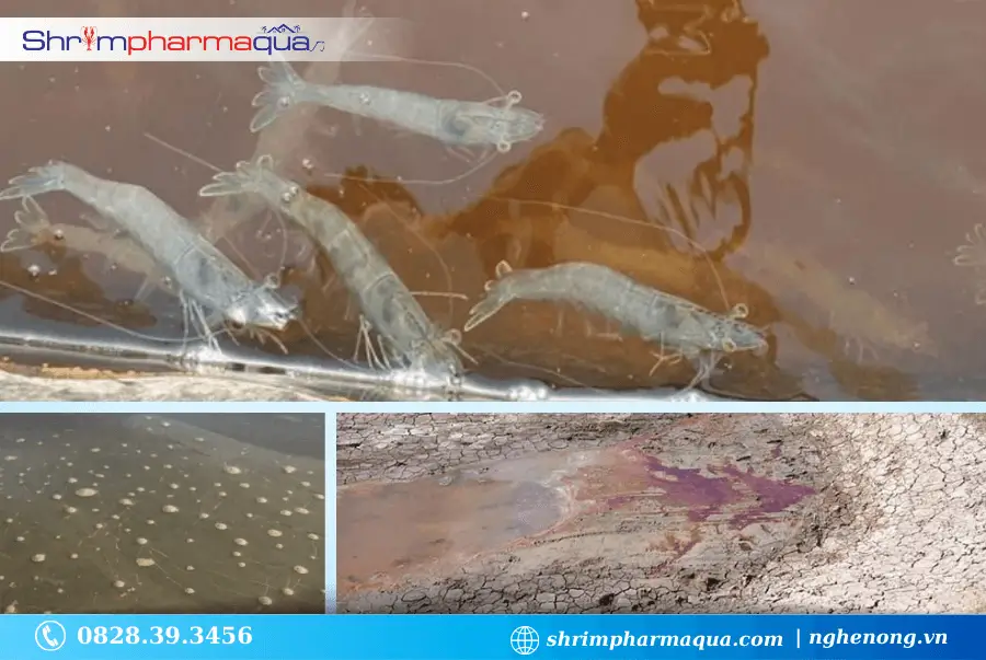 Dấu hiệu nhận biết ao nuôi bị nhiễm phèn