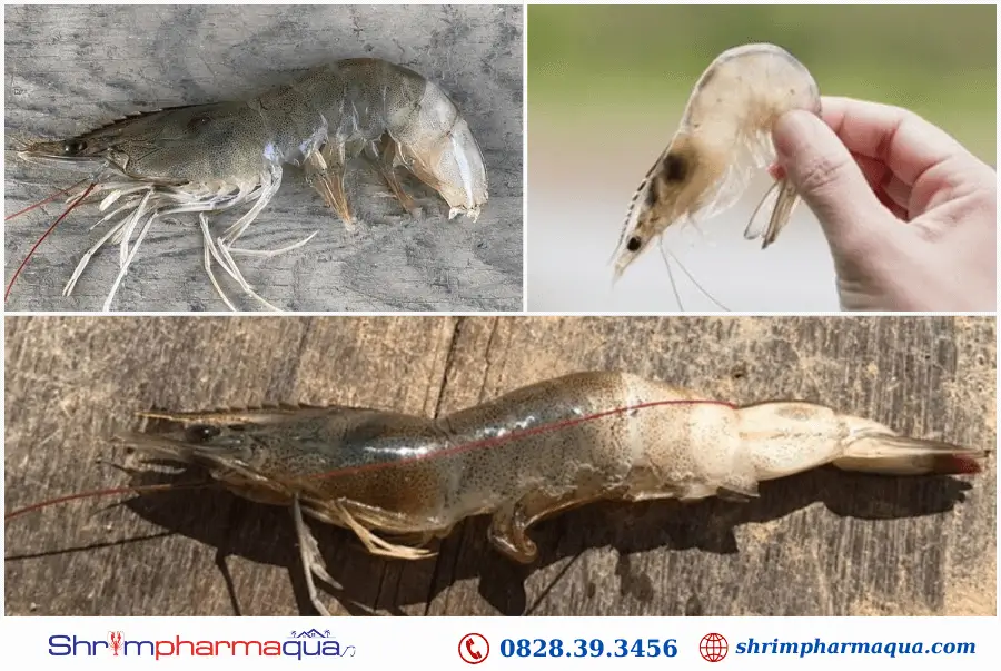 Tôm bị cong thân, đục cơ
