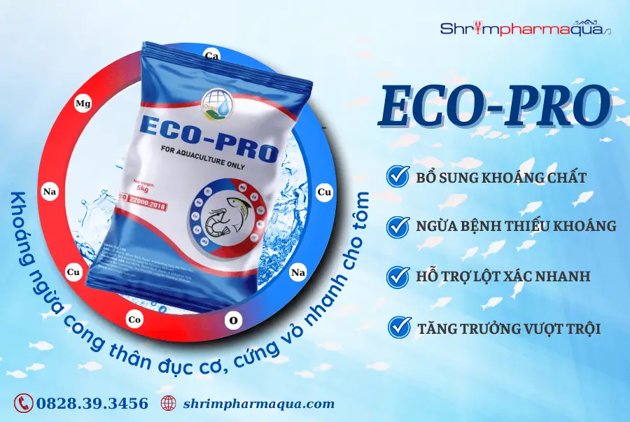 Khoáng ngừa cong thân đục cơ, cứng vỏ nhanh