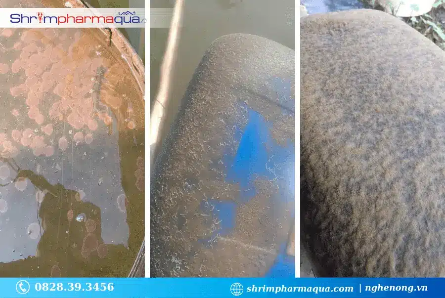 Nấm đồng tiền (nấm chân chó) trong ao nuôi tôm cá