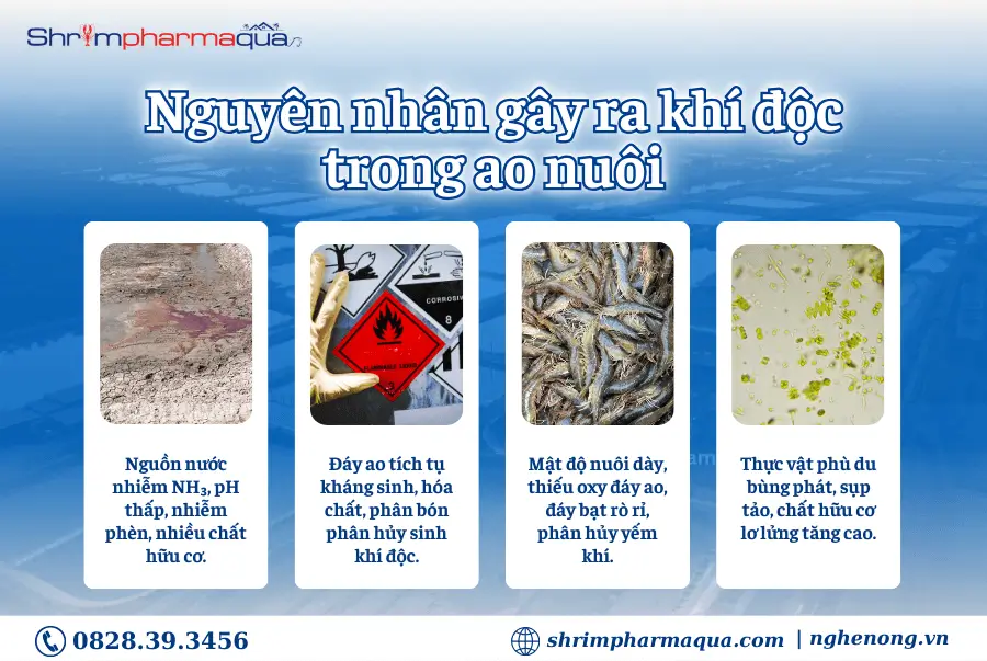 Nguyên nhân gây ra khí độc trong ao nuôi
