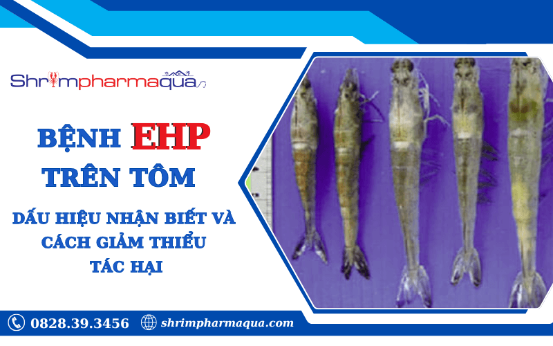 Dấu hiệu nhận biết và cách giảm thiểu tác hại bệnh EHP trên tôm