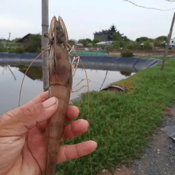 Bệnh phân trắng