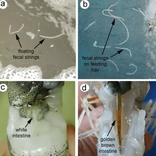 Triệu chứng bệnh phân trắng trên Tôm và cách nhận biết sớm