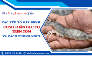 Nguyên nhân cách phòng bệnh cong thân đục cơ trên tôm