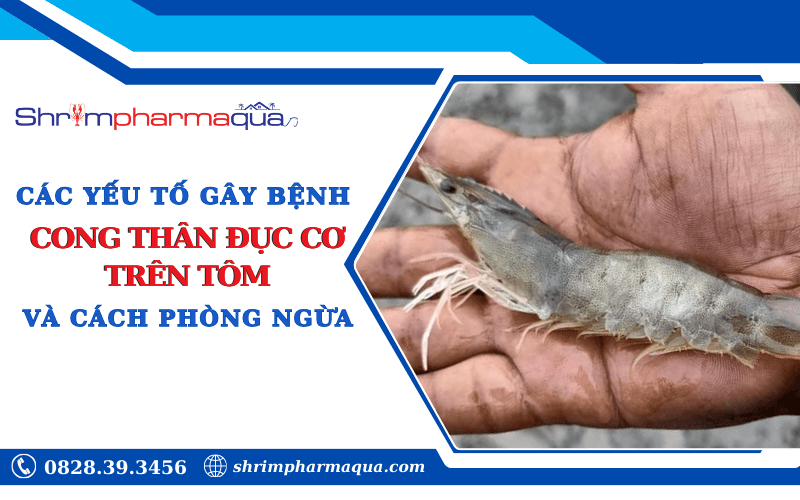 Nguyên nhân cách phòng bệnh cong thân đục cơ trên tôm