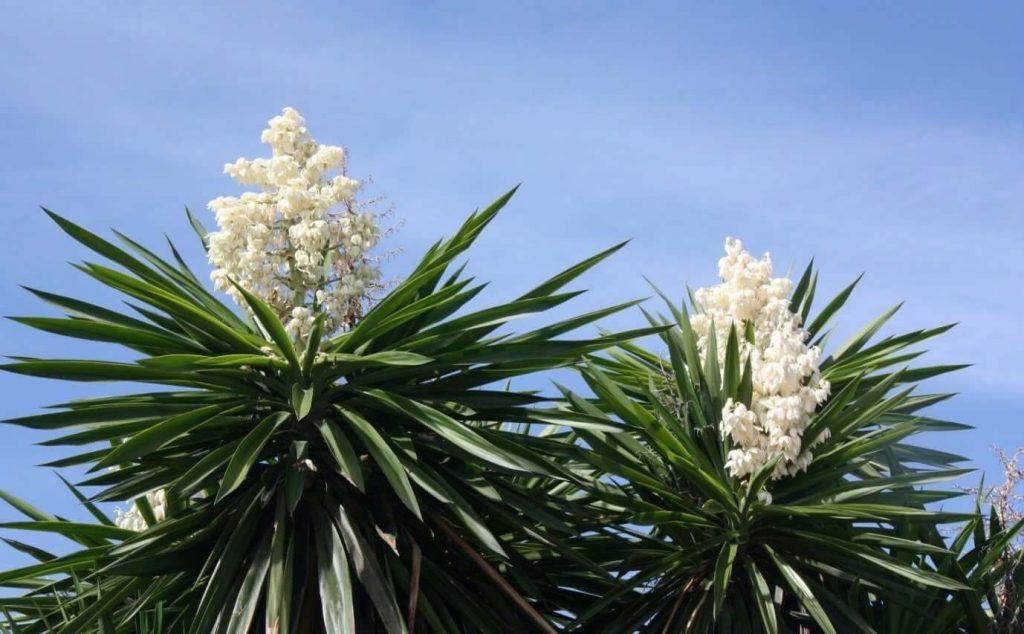 Công dụng và lợi ích của Yucca Best