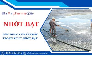 Xử lý nhớt bạt ao tôm bằng Enzyme – Giải pháp hiệu quả