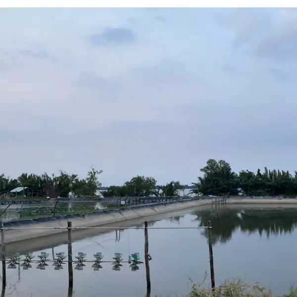 Tầm Quan Trọng Của Diệt Khuẩn Nước Ao Tôm