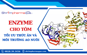 Enzyme giúp tối ưu hóa dinh dưỡng và môi trường ao nuôi tôm