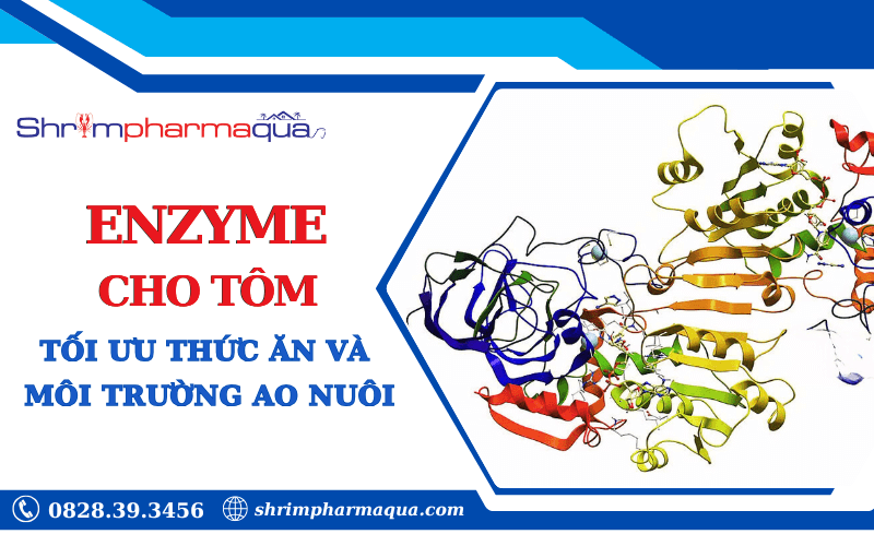 Enzyme giúp tối ưu hóa dinh dưỡng và môi trường ao nuôi tôm