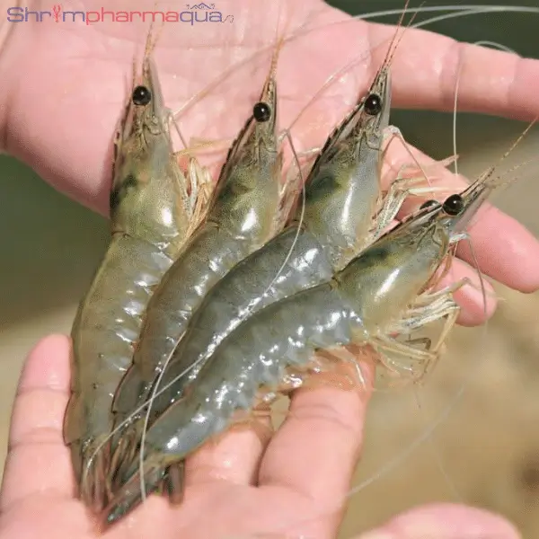 Hiệu quả khi sử dụng RICHMIN