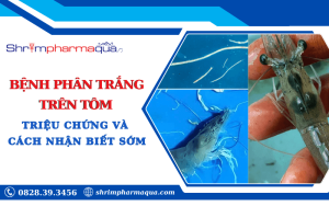 Triệu chứng bệnh phân trắng trên tôm