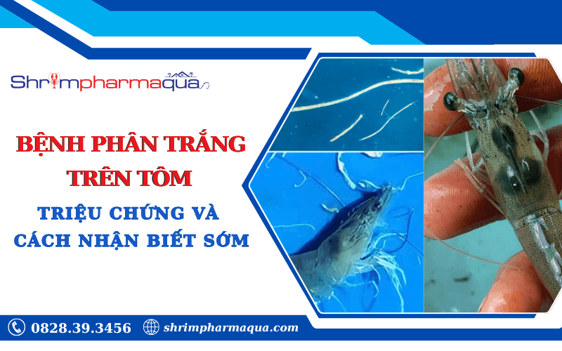 Triệu chứng bệnh phân trắng trên tôm