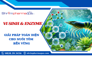 Vi sinh và enzyme – giải pháp nuôi tôm bền vững
