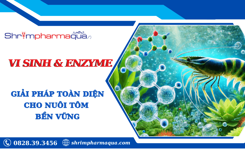 Vi sinh và enzyme – giải pháp nuôi tôm bền vững