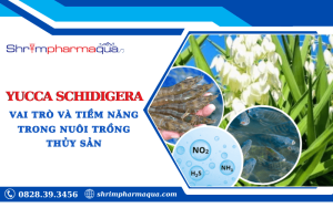 Yucca Schidigera Lợi ích và ứng dụng trong nuôi trồng thủy sản