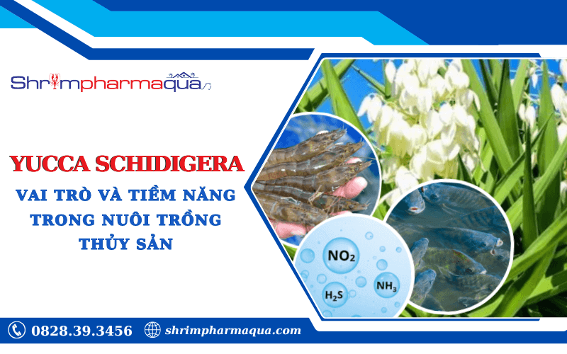 Yucca Schidigera Lợi ích và ứng dụng trong nuôi trồng thủy sản