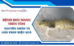 Nguyên nhân và giải pháp điều trị bệnh đen mang trên tôm.