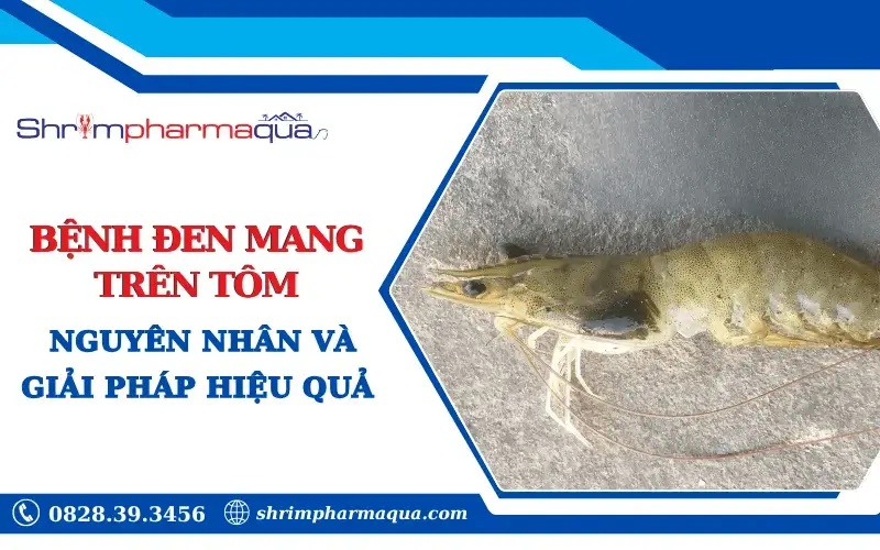 Nguyên nhân và giải pháp điều trị bệnh đen mang trên tôm.