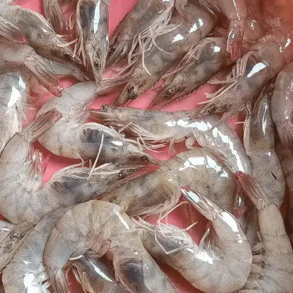 Bệnh Đen Mang Trên Tôm