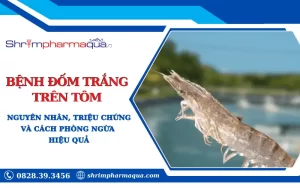 Bệnh đốm trắng trên tôm