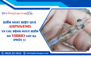 Kiểm soát AHPNS/EMS và bệnh do Vibrio trên tôm (Phần 1).