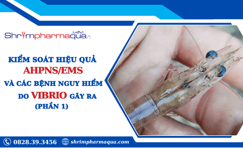 Kiểm soát AHPNS/EMS và bệnh do Vibrio trên tôm (Phần 1).