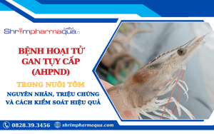 Bệnh hoại tử gan tụy cấp