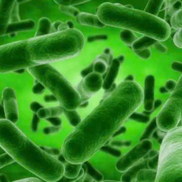 Có những loại vi sinh nào