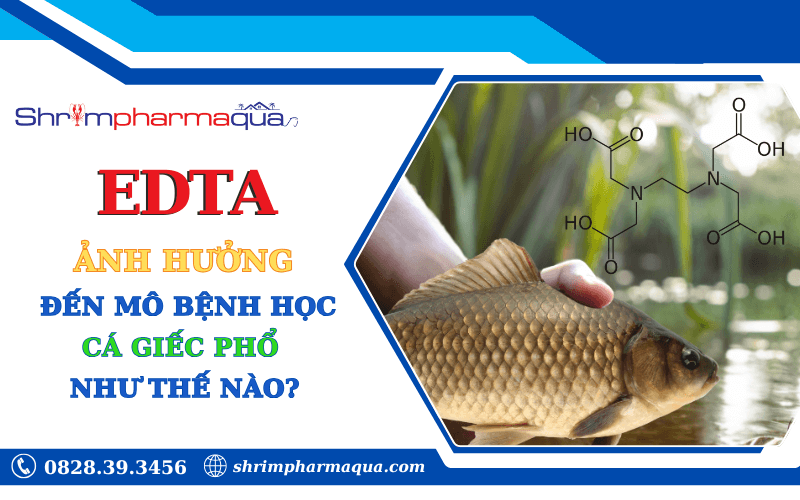 Ảnh hưởng của EDTA đến mô bệnh học cá giếc phổ