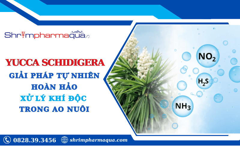 Yucca – Giải pháp tự nhiên xử lý khí độc trong ao nuôi