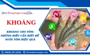 Khoáng chất cần thiết giúp tôm phát triển khỏe mạnh.