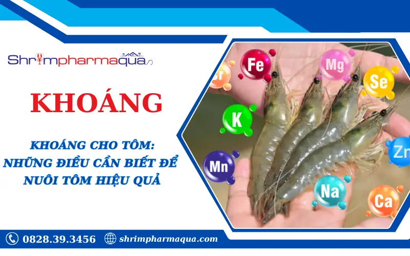 Khoáng chất cần thiết giúp tôm phát triển khỏe mạnh.