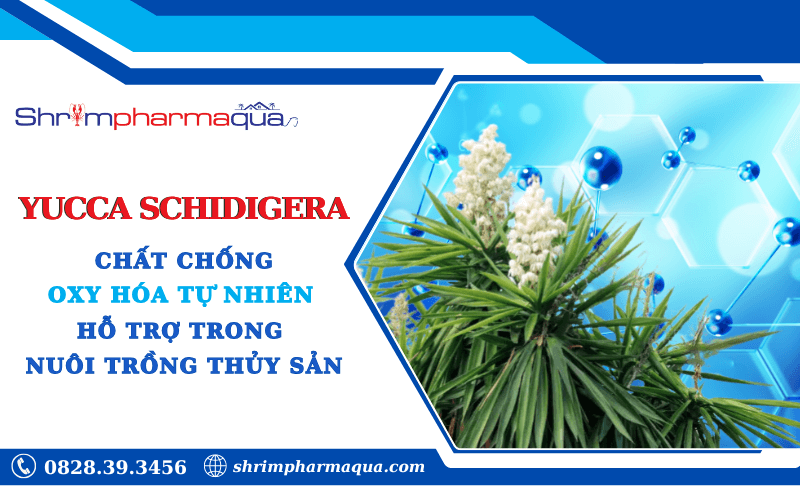 Yucca–Chất chống oxy hóa tự nhiên cho thủy sản