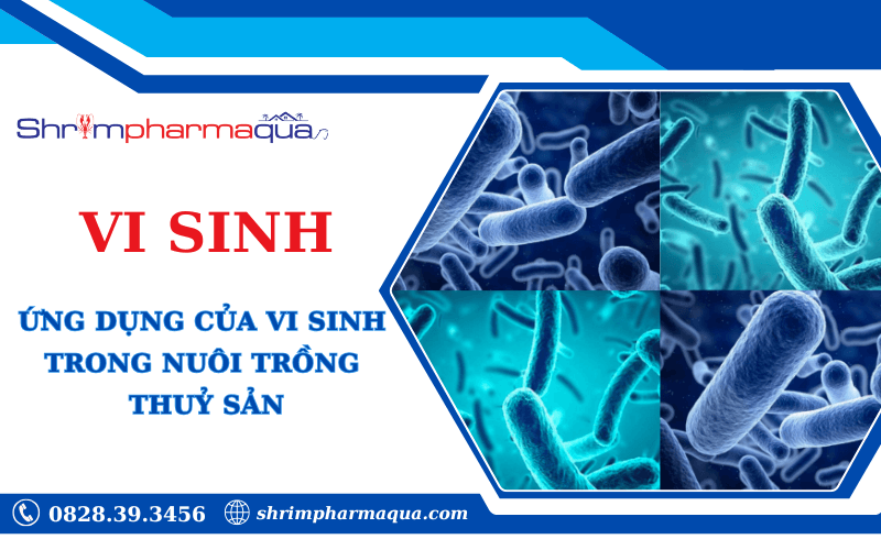 Ứng dụng vi sinh trong nuôi tôm hiệu quả.