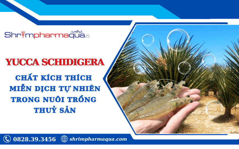 Yucca chất kích thích miễn dịch tự nhiên cho thủy sản.