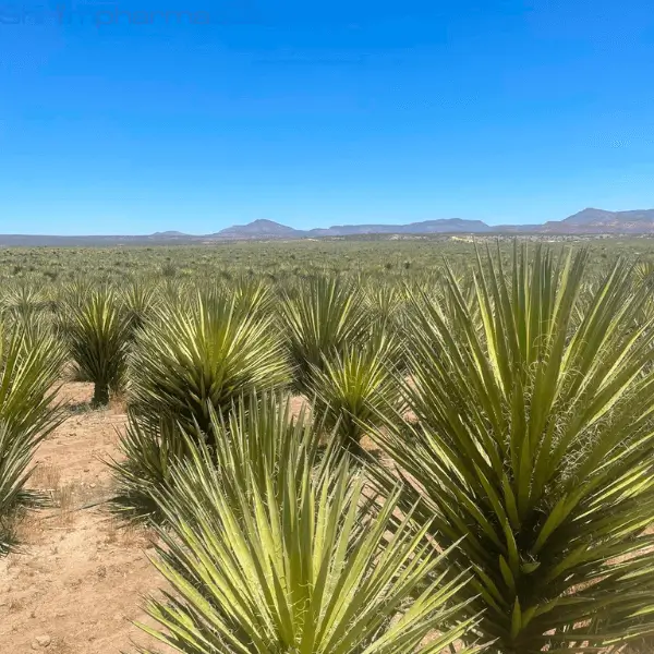 Yucca trong nuôi trồng thuỷ sản