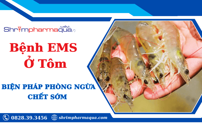 Bệnh ems ở tôm