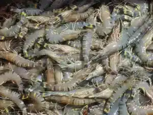 Giá biến động tôm cuối năm