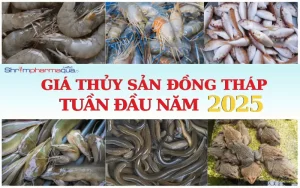 Giá thủy sản Đồng Tháp tuần đầu 2025.