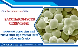Chế phẩm sinh học chứa Saccharomyces cerevisiae cho tôm cá.