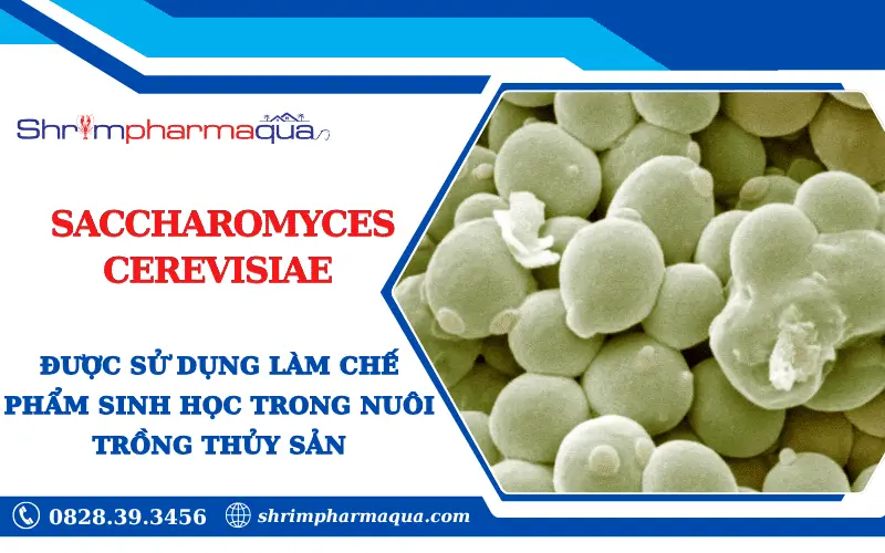 Chế phẩm sinh học chứa Saccharomyces cerevisiae cho tôm cá.