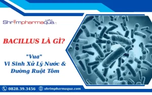 Bacillus Là Gì? Sức Mạnh "Chiến Binh" Bào Tử Trong Nuôi Tôm