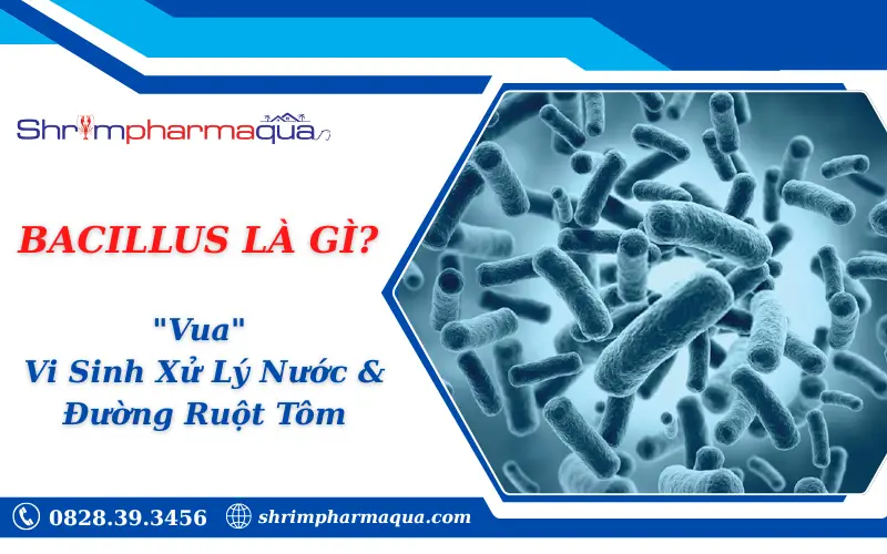 Bacillus Là Gì? Sức Mạnh "Chiến Binh" Bào Tử Trong Nuôi Tôm