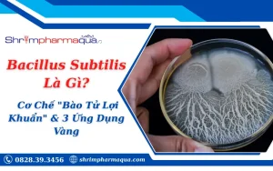 Bacillus Subtilis Là Gì? Cơ Chế "Bào Tử Lợi Khuẩn" & 3 Ứng Dụng Vàng